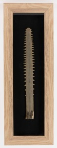 SAWFISH BILL (rostrum) mounted in shadowbox frame, mid 20th century, 40cm long, 160 x 22cm overall
