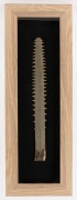 SAWFISH BILL (rostrum) mounted in shadowbox frame, mid 20th century, 40cm long, 160 x 22cm overall