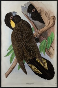 Group of six assorted antique and vintage ornithological coloured lithographs, all mounted in card, 64 x 45cm each overall