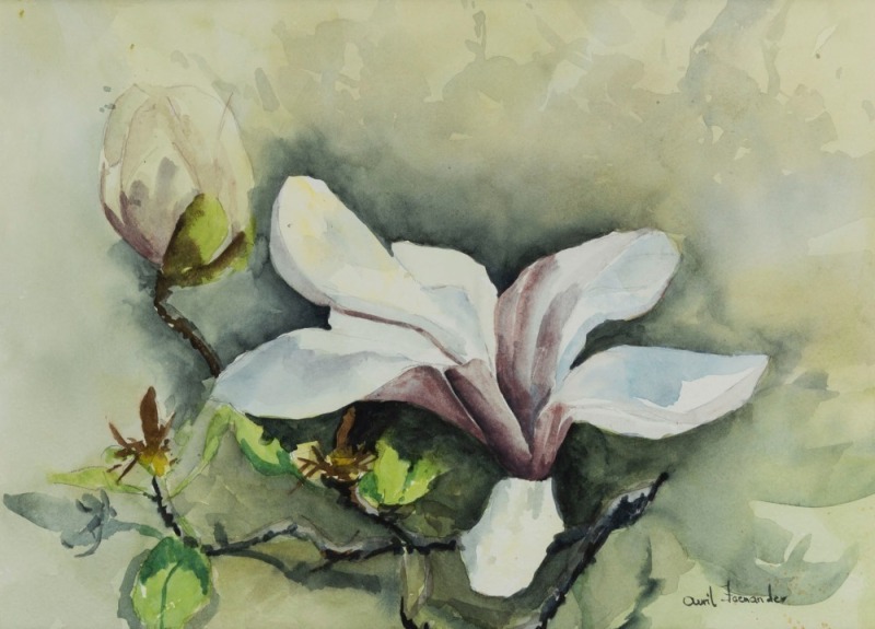 AVRIL FOENANDER, Magnolias, watercolour, signed lower right, 23 x 32cm; framed 46 x 53.5cm overall