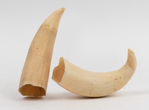 Two antique whale's teeth, 19th/20th century, ​​​​​​​13cm and 11cm long