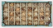 An antique Australian shell collection, housed in a purpose built case with compartments, each notated with species description. Most likely Port Phillip Bay, Victoria, 19th century, ​​​​​​​50cm wide