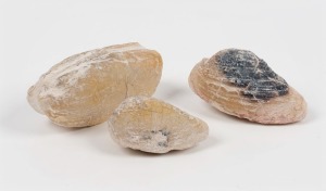 Three opal fossil bivalves, ​​​​​​​the largest 4.5cm long