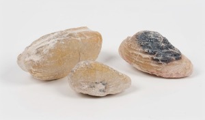 Three opal fossil bivalves, the largest 4.5cm long