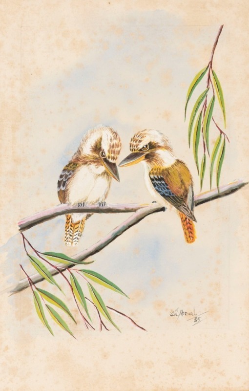 S.W. NORVAL, (two kookaburras), watercolour, ​​​​​​​signed lower right "S.W. Norval", 32 x 21cm