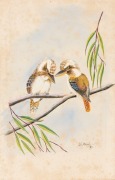 S.W. NORVAL, (two kookaburras), watercolour, ​​​​​​​signed lower right "S.W. Norval", 32 x 21cm