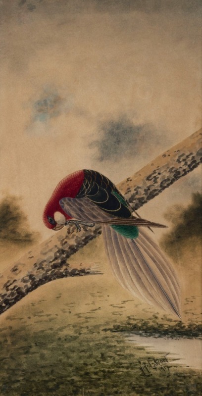 HERBERT HEPBURN CALVERT (1870-1923), Rosella, watercolour, signed lower right "H.H. Calvert, 1917", ​​​​​​​60 x 30cm, 91 x 57cm overall