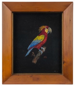 F. HITCHINS, parrot, hand-coloured engraving, in a huon pine frame, ​​​​​​​29 x 24cm, 39 x 33.5cm overall