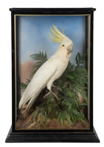 SULPHUR-CRESTED COCKATOO taxidermy display in cabinet, 19th century, 70cm high, 47.5cm wide, 30.5cm deep