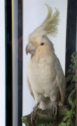 SULPHUR-CRESTED COCKATOO taxidermy display in cabinet, 19th century, 70cm high, 47.5cm wide, 30.5cm deep - 2