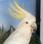 SULPHUR-CRESTED COCKATOO taxidermy display in cabinet, 19th century, 70cm high, 47.5cm wide, 30.5cm deep - 3