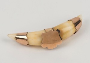 An antique tiger's tooth brooch, set in 9ct rose gold, 19th century, stamped "9ct" with pictorial marks (illegible), 5.8cm wide