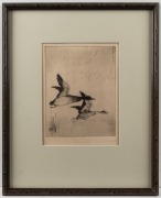 WILLIAM HUNTER SENIOR (Australian), Taking Off, engraving, 20/25, signed and titled in the lower margin, 19 x 14cm, 36 x 29cm overall - 2