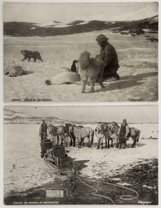 1907-09 BRITISH ANTARCTIC EXPEDITION: "Ponies on Arrival in Antarctic" and "Joyce, Dogs & Penguins"; (2) original unused photo postcards.