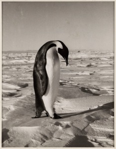 ROBIN SMITH (b.1927) "An emperor penquin. These elegant birds stand about 115cm high, Bay of Whales, 1958", silver gelatin photograph, annotated, signed and dated verso, 25 x 20cm.