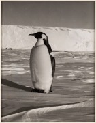 ROBIN SMITH (b.1927) "Bay of Whales, the gesture of this Emperor penguin is suggestive of a traffic policeman at a street intersection Bay of Whales, 1958" silver gelatin photograph, annotated, signed and dated verso, 25 x 20cm.