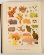 W. SAVILLE-KENT, "The Great Barrier Reef of Australia; Its Products and Potentialities.", [W.H.Allen & Co., London, 1893], folio, orig. blue cloth with gilt title on front cover; (xx, 387pp.). With 48 full-page b/w plates, 16 full-page chromo-lithograph c - 5