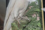 SULPHUR-CRESTED COCKATOO taxidermy display in cabinet, 19th century, 70cm high, 47.5cm wide, 30.5cm deep - 6