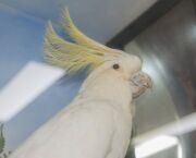 SULPHUR-CRESTED COCKATOO taxidermy display in cabinet, 19th century, 70cm high, 47.5cm wide, 30.5cm deep - 7