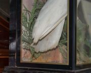 SULPHUR-CRESTED COCKATOO taxidermy display in cabinet, 19th century, 70cm high, 47.5cm wide, 30.5cm deep - 8