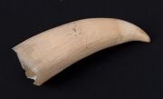 Two antique whale's teeth, 19th/20th century, ​​​​​​​13cm and 11cm long - 2
