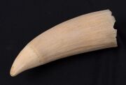 Two antique whale's teeth, 19th/20th century, ​​​​​​​13cm and 11cm long - 3