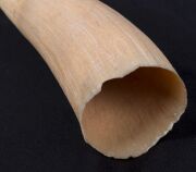 Two antique whale's teeth, 19th/20th century, ​​​​​​​13cm and 11cm long - 4