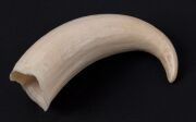Two antique whale's teeth, 19th/20th century, ​​​​​​​13cm and 11cm long - 5