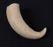 Two antique whale's teeth, 19th/20th century, ​​​​​​​13cm and 11cm long - 6