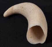 Two antique whale's teeth, 19th/20th century, ​​​​​​​13cm and 11cm long - 7