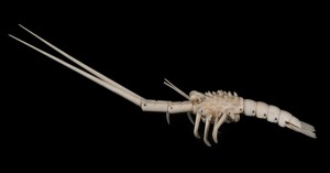Japanese antique carved ivory crayfish with finely articulated joints, Meiji period, 19th century, two character mark under tail, 20.5cm long