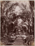 GUSTAVE RICHARD LAMBERT SINGAPORE & MALAYA IMAGES: albumen paper prints, circa 1880s, photographer’s blind stamp on image lower right, all titled in the plate, approx. 20.5 x 27.5cm. (6). Titles "Entrane to Cairnhill, S'pore", "Sago Plantation; "Coffee P - 3