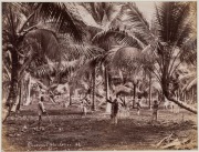 GUSTAVE RICHARD LAMBERT SINGAPORE & MALAYA IMAGES: albumen paper prints, circa 1880s, photographer’s blind stamp on image lower right, all titled in the plate, approx. 20.5 x 27.5cm. (6). Titles "Entrane to Cairnhill, S'pore", "Sago Plantation; "Coffee P - 4