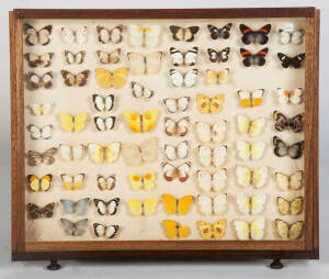 BUTTERFLY DISPLAYS: Set of 6 window framed & mounted butterfly displays. 54 x 66cm each