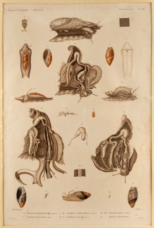 ASTROLABE: original, hand-coloured engravings from D'Urville's "Voyage Au Pole Sud Et Dans L'Oceanie", 1826-29, comprising Zoophytes (Plate 1, 5, 8, 9, 11, 13, 18, 19, 20, 23, 26, ), Molluscs (Plate 27, 49 86) and Monotremes (Plate 21). Total: 15 items, a