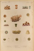 ASTROLABE: original, hand-coloured engravings from D'Urville's "Voyage Au Pole Sud Et Dans L'Oceanie", 1826-29, comprising Zoophytes (Plate 1, 5, 8, 9, 11, 13, 18, 19, 20, 23, 26, ), Molluscs (Plate 27, 49 86) and Monotremes (Plate 21). Total: 15 items, a - 3