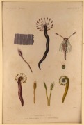 ASTROLABE: original, hand-coloured engravings from D'Urville's "Voyage Au Pole Sud Et Dans L'Oceanie", 1826-29, comprising Zoophytes (Plate 1, 5, 8, 9, 11, 13, 18, 19, 20, 23, 26, ), Molluscs (Plate 27, 49 86) and Monotremes (Plate 21). Total: 15 items, a - 4