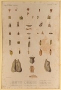 ASTROLABE: original, hand-coloured engravings from D'Urville's "Voyage Au Pole Sud Et Dans L'Oceanie", 1826-29, comprising Zoophytes (Plate 1, 5, 8, 9, 11, 13, 18, 19, 20, 23, 26, ), Molluscs (Plate 27, 49 86) and Monotremes (Plate 21). Total: 15 items, a - 5