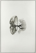 MICHAEL NEEDHAM (b.1977), Cerebral Chasm (splenic artery), 2012, graphite on cartridge paper, initialled and dated lower right, 53 x 36cm; framed 64 x 47cm. Exhibited: Between the Object and the Shadow, Daine Singer, Melbourne, 2012.