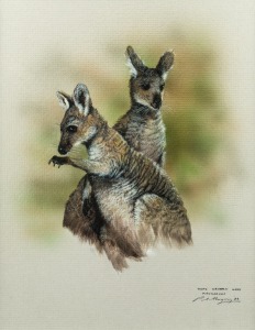 PAUL MARGOCSY (1945 - ), Young Western Grey Kangaroos,  watercolour and gouache,  signed lower right "Paul Margocsy '89", 29cm x 23cm, 55cm x 46cm overall