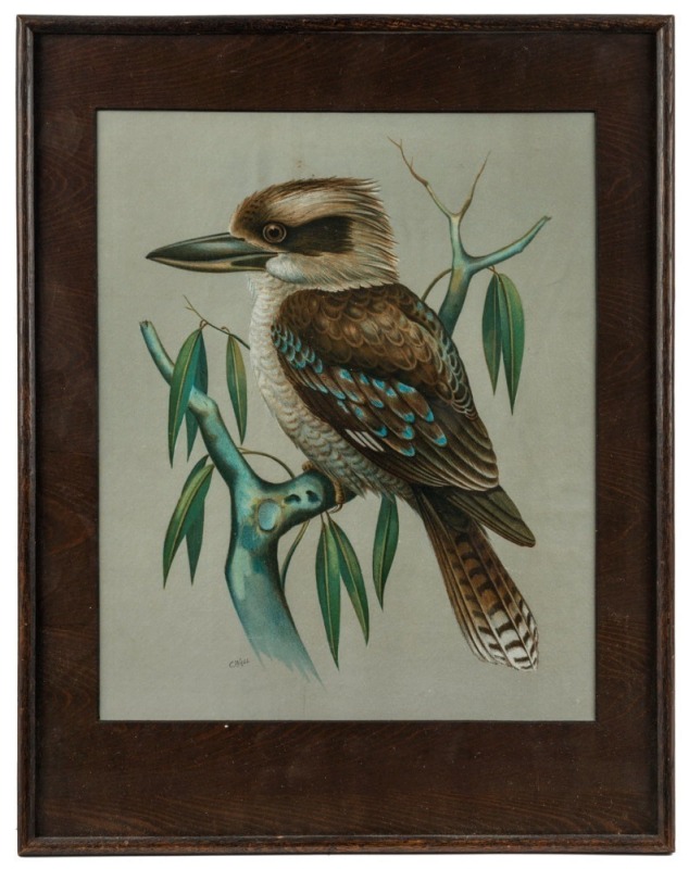 An antique Kookaburra lithograph in original frame, 19th/20th century,  ​​​​​​​47 x 37cm overall