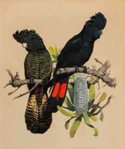 WILLIAM T. COOPER (1934-2015), Black Cockatoos, watercolour, signed lower right "T. W. Cooper, '68", 50 x 43cm, 71 x 62cm overall