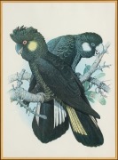 WILLIAM T. COOPER (1934-2015), Yellow Tail Black Cockatoos, lithograph, signed lower right "T. W. Cooper, '70", 53 x 49cm, 78 x 58cm overall