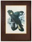 WILLIAM T. COOPER (1934-2015), Yellow Tail Black Cockatoos, lithograph, signed lower right "T. W. Cooper, '70", 53 x 49cm, 78 x 58cm overall - 2