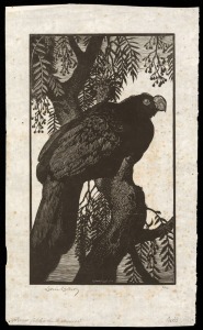 LIONEL ARTHUR LINDSAY (1874 - 1961), Prince Albert's Currasow, woodcut, 1935, signed in the plate and signed in pencil in the lower margin, from an edition of 100, 20 x 12cm image size.