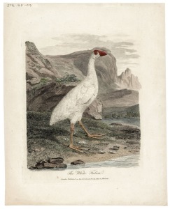 AUSTRALASIAN BIRDS: A collection of early etchings, engravings and colour lithographs including "The White Fulica", the "Bankian Cockatoo Variety" and the "Wattled Bee Eater" both by Latham, the "Caspian Tern" by Mazell  and the "New Holland Cassowary" by