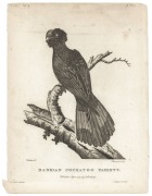 AUSTRALASIAN BIRDS: A collection of early etchings, engravings and colour lithographs including "The White Fulica", the "Bankian Cockatoo Variety" and the "Wattled Bee Eater" both by Latham, the "Caspian Tern" by Mazell  and the "New Holland Cassowary" by - 2