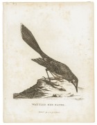 AUSTRALASIAN BIRDS: A collection of early etchings, engravings and colour lithographs including "The White Fulica", the "Bankian Cockatoo Variety" and the "Wattled Bee Eater" both by Latham, the "Caspian Tern" by Mazell  and the "New Holland Cassowary" by - 3