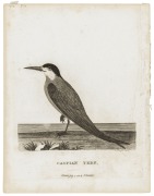 AUSTRALASIAN BIRDS: A collection of early etchings, engravings and colour lithographs including "The White Fulica", the "Bankian Cockatoo Variety" and the "Wattled Bee Eater" both by Latham, the "Caspian Tern" by Mazell  and the "New Holland Cassowary" by - 4