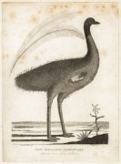 AUSTRALASIAN BIRDS: A collection of early etchings, engravings and colour lithographs including "The White Fulica", the "Bankian Cockatoo Variety" and the "Wattled Bee Eater" both by Latham, the "Caspian Tern" by Mazell  and the "New Holland Cassowary" by - 5